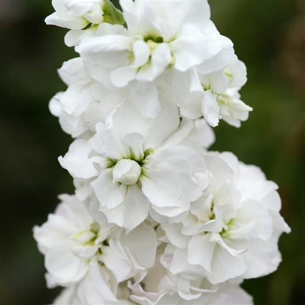 Column Stock Avalanche – 25 Seeds, Non-GMO