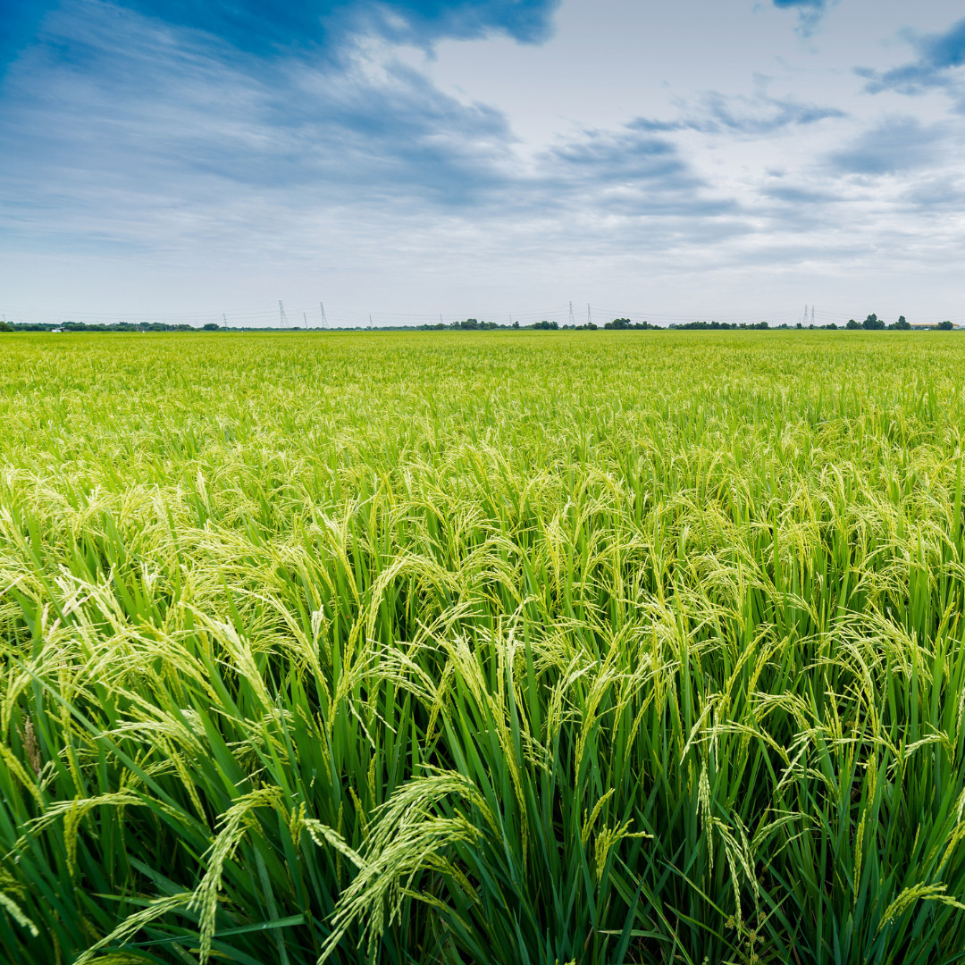 Fresh Yukimochi Rice Seeds | Short Grain | Heirloom Non-GMO | Grain Seeds