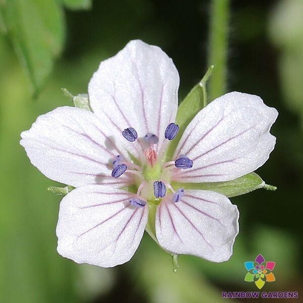 25+ David Rowlinson Geranium Seeds for Garden Planting – USA – FREE SHIPPING!