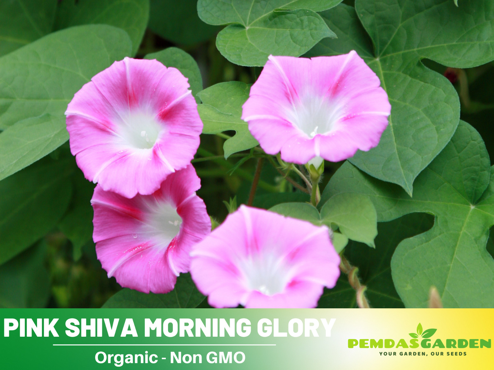30+ Seeds| Pink Shiva Morning Glory Seeds Flowers Seeds #F004