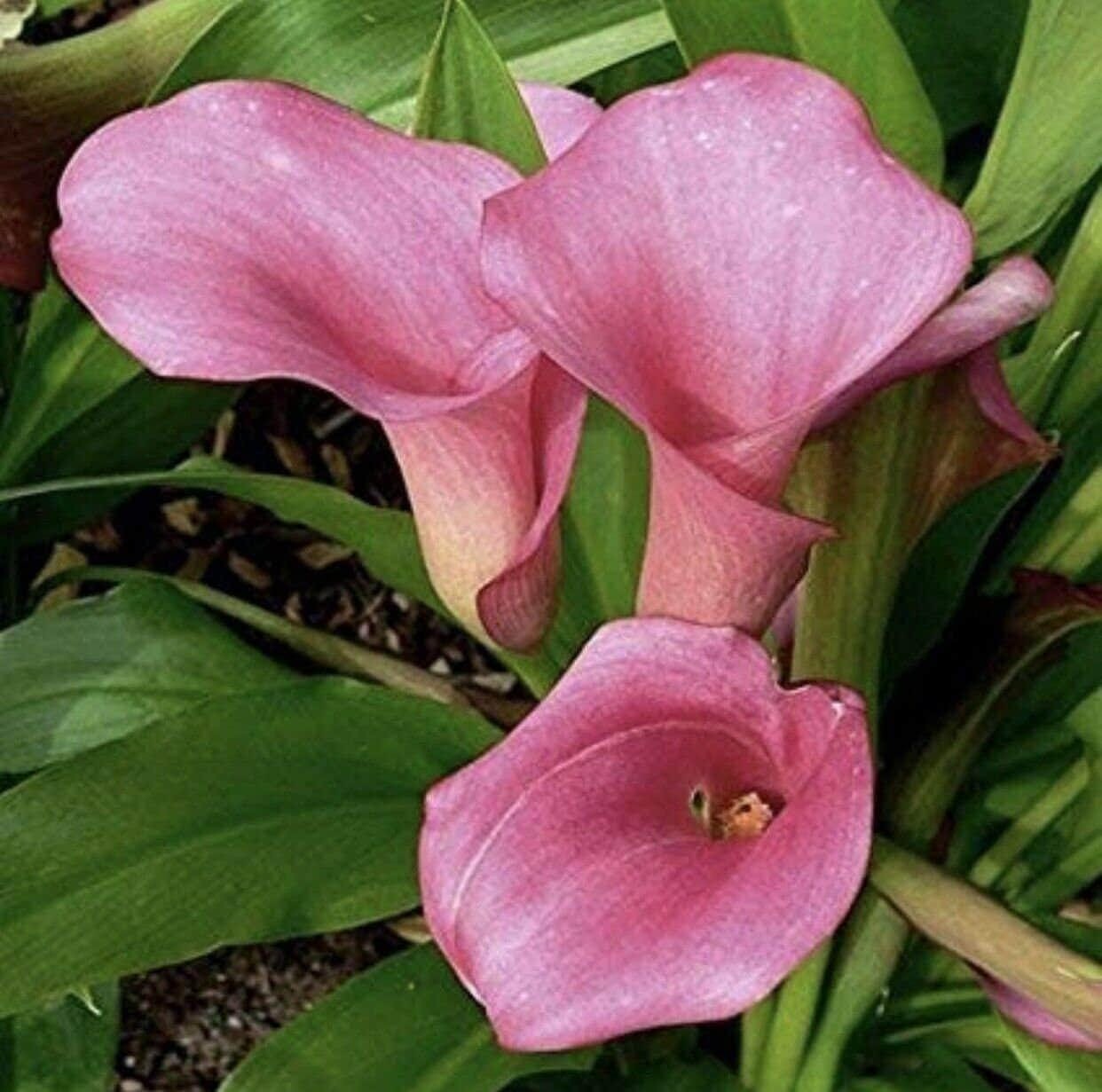 1 REHMANNI Calla Lily Bulb 14+ cm – US Seller