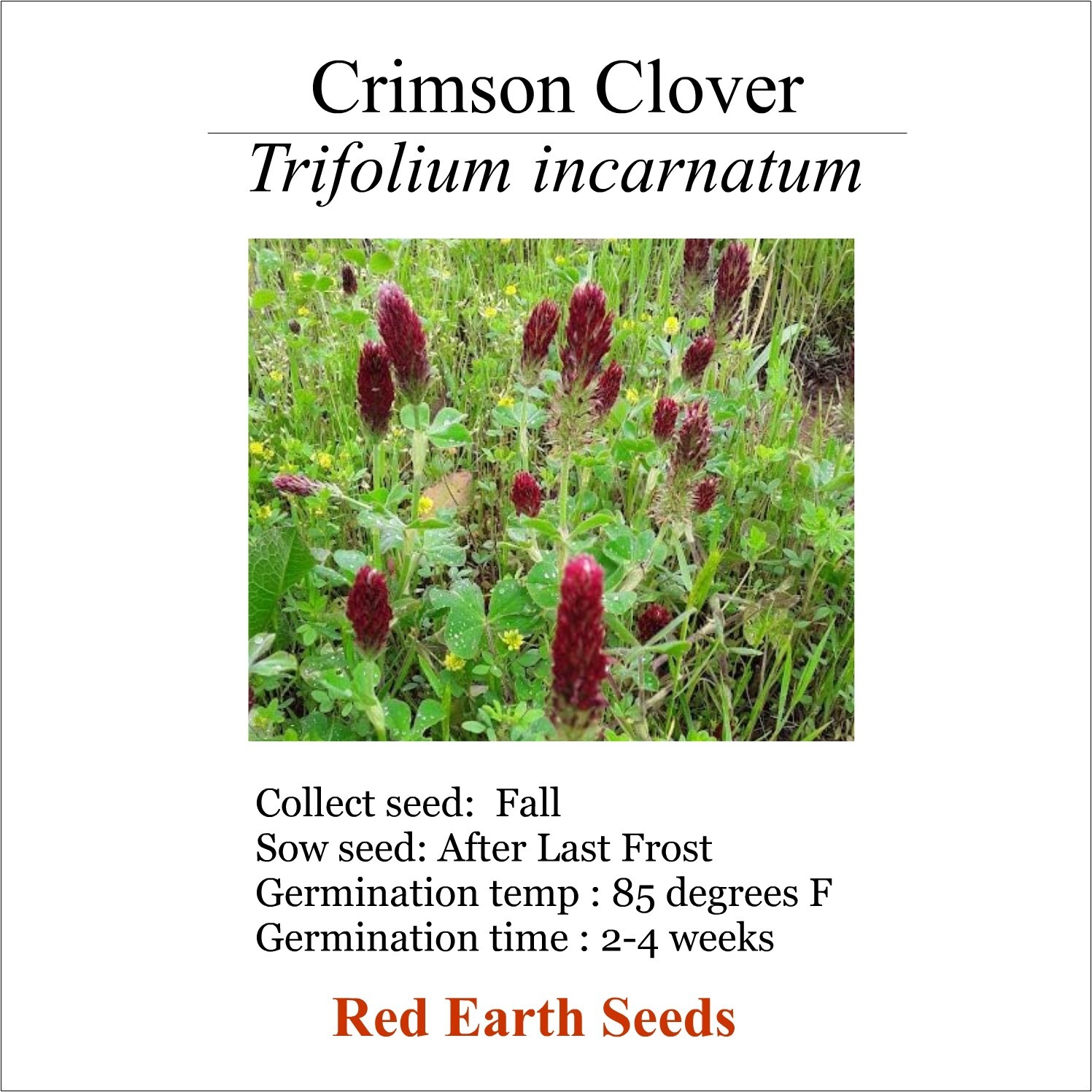 Red Crimson Clover – 2 seed heads – Trifolium incarnatum