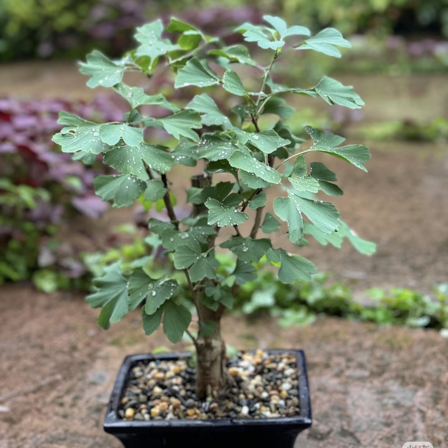 Ginkgo Biloba Tree Maidenhair Tree Fossil Silver 6” hight plant