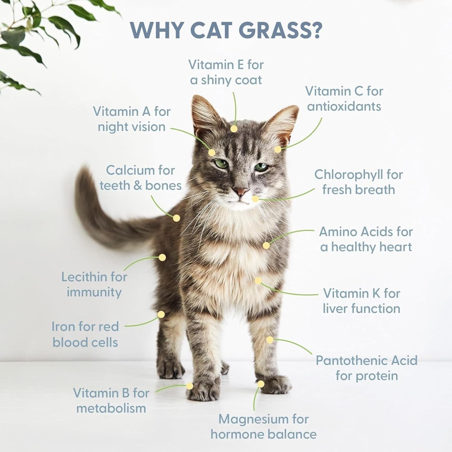100% Organic Cat Grass Seed Non GMO 8oz