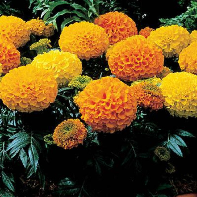 Marigold Seeds African Marigold Antigua Mix 50 Marigold Seeds