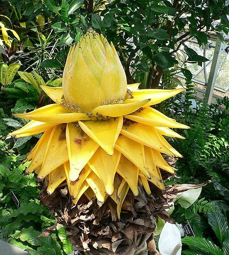 BANANA – Musa Musella lasiocarpa flowering Banana 5 seeds