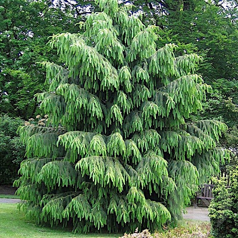 Himalayan Spruce Tree Seeds (Picea smithiana) Weeping Morinda Evergreen/Bonsai