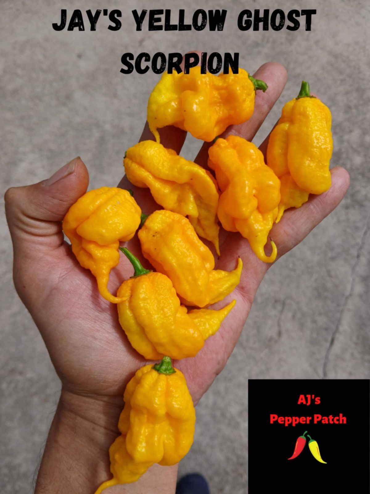 15 Jay’s Yellow Ghost Scorpion Pepper Seeds Free Shipping