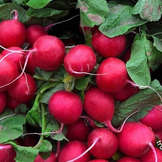 Radish Seeds – Champion – 1.gram