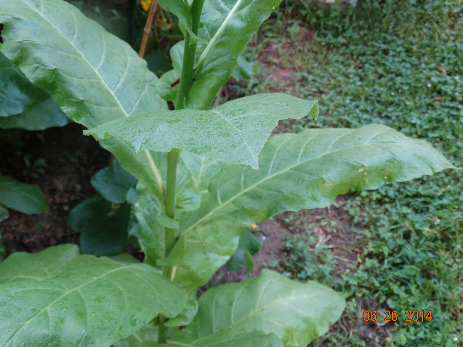 HEIRLOOM RARE TURKISH AROMATIC YENIDJE TOBACCO OVER 1000+ SEEDS Fresh 2022 Crop