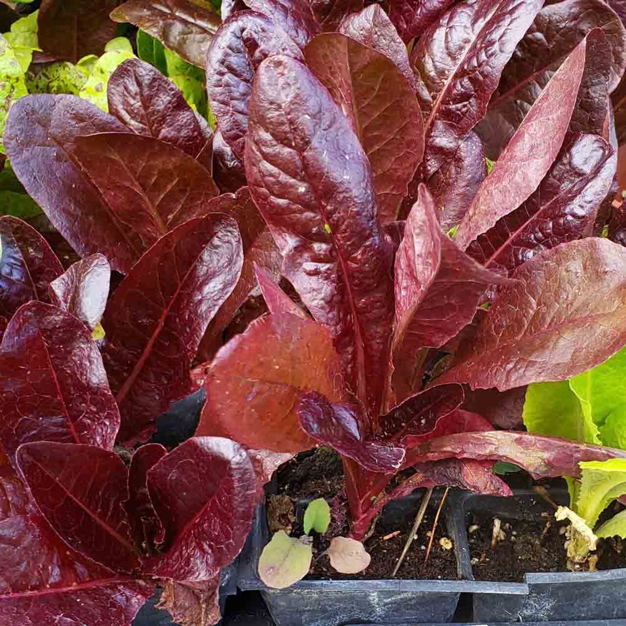 800+ RED ROMAINE ROMAINE LETTUCE SEEDS FRESH HARVEST FOR 2024 GARDENS