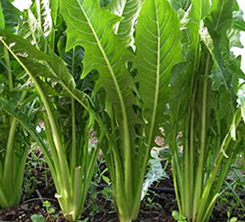 500+Catalogna Emerald Endive Seeds Italian Dandelion Chicory Green USA