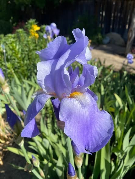 Lot~3 Miniature Tall Bearded Iris Rhizome/Bulbs~FRAGRANT Lavender/Blue~Violacea