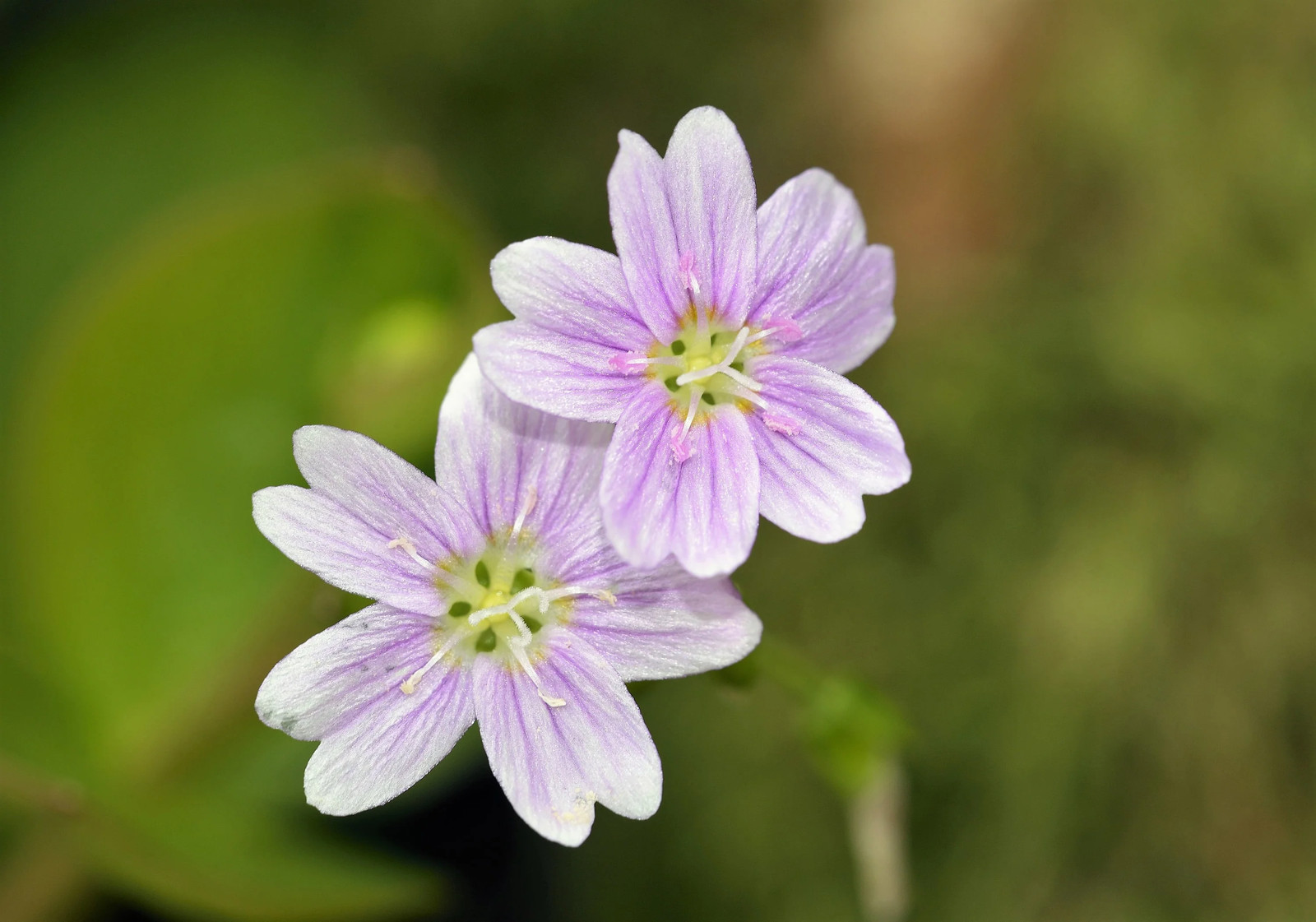 20 SIBERIAN SPRING BEAUTY Claytonia Sibirica Purslane Pink Shade Flower Seeds