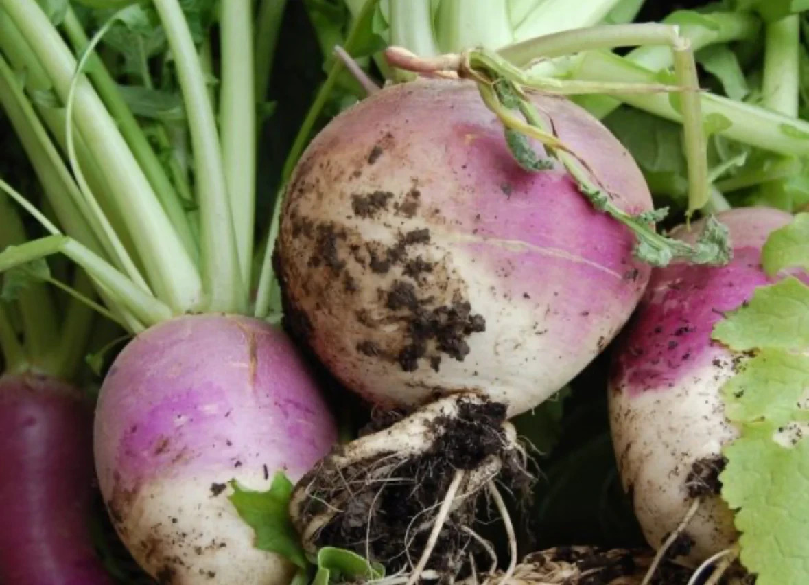 5 lb. Purple Top Turnip Seed Wildlife Food Plot Brassica Cover Crop