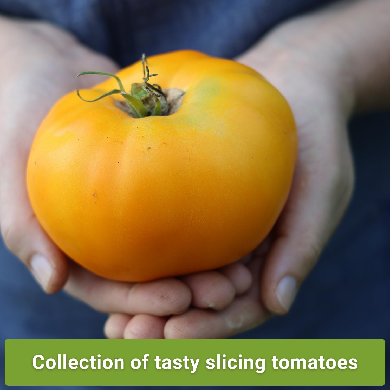 Sow Right Seeds – Beefsteak Style Tomato Seed Collection for Planting – Mix