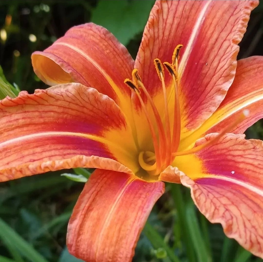 15 Orange DAYLILY fans root systems Ditch Lily Ponds Live Plants