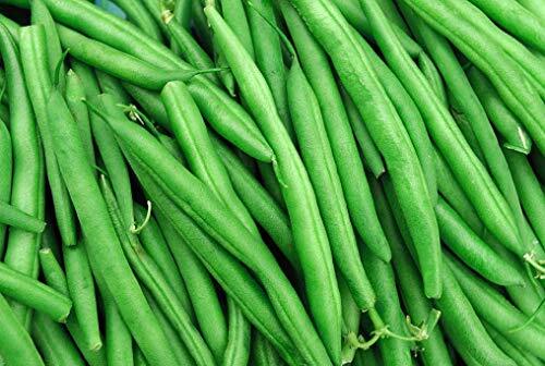 String Bean Bush Blue Lake | 50+ Seeds + | Made in USA. Non-GMO, Heirloom Seeds,