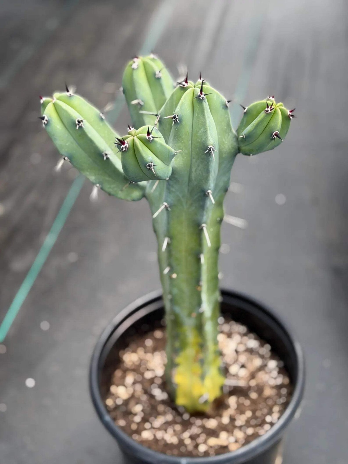 Variegated Blue Pilosocereus Pachycladus | Rare Blue Live Cactus Plant #181