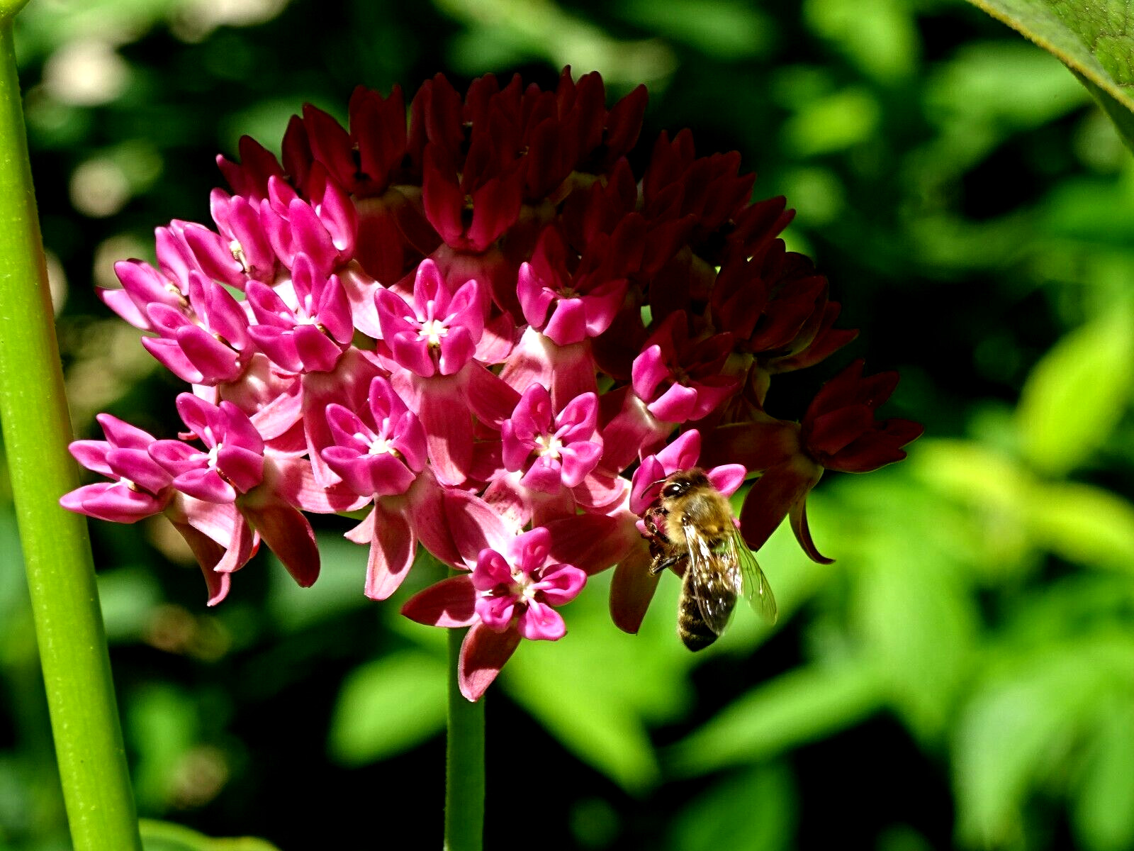 Purple Milkweed Aasclepias purpurascens Native Perennial 15 seeds 2023 Organic