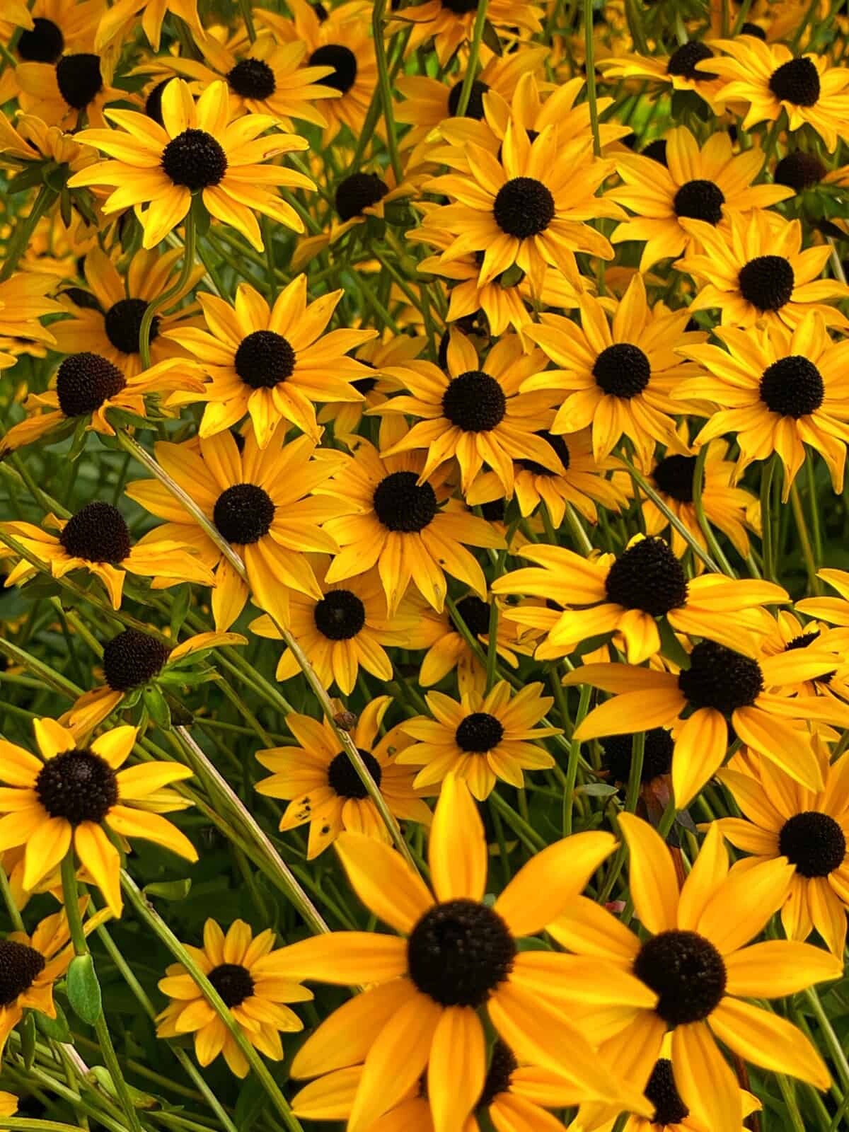 Black-Eyed Susan, Rudbeckia Hirta, Heirloom Flower Seeds-Non GMO- 1,000 Seeds