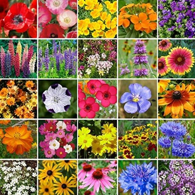~ Southeast Wildflower Seed Mix (1 Lb) 450,000 Seeds Non GMO Bulk