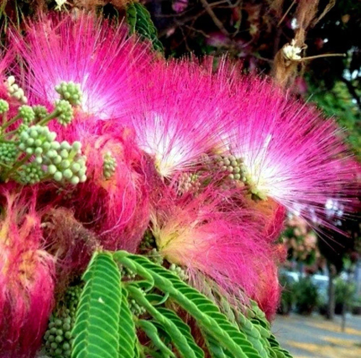 Mimosa Tree Seeds (Albizia julibrissin) Persian Pink Silk Flower Plant Bonsai