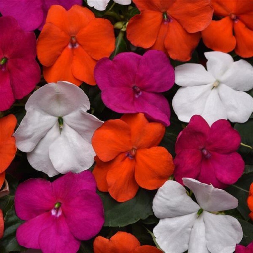 Impatiens Seeds 50 Beacon Lindau Mix Walleriana