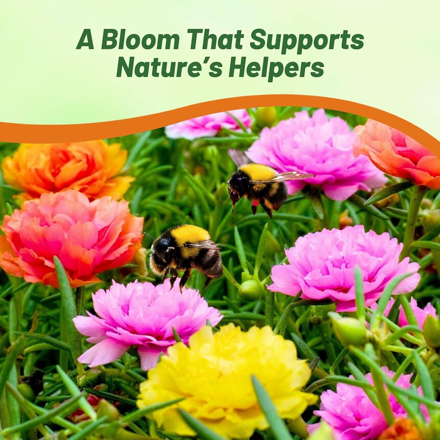 Pollinator-Friendly Moss Rose Seeds – 5000 Pcs for Heat & Drought Resilience