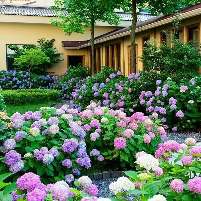 25pc HYDRANGEA SEEDS Garden Plant Flower rare exotic USA seller FREE shipping