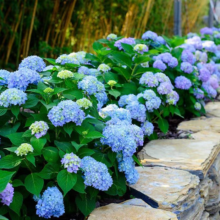 25pc HYDRANGEA SEEDS Garden Plant Flower rare exotic USA seller FREE shipping