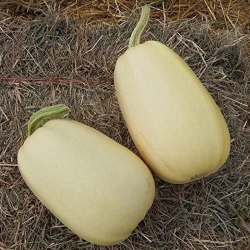 Tivoli F1 Squash Seeds – Spaghetti Squash – Fruits are Large and Oval!!!(10 – Se