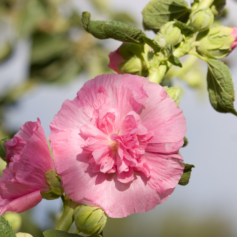 45+ Hollyhock Seeds, Heirloom Seeds, Alcea Rosea, Flowers Perennial Flowers Seed