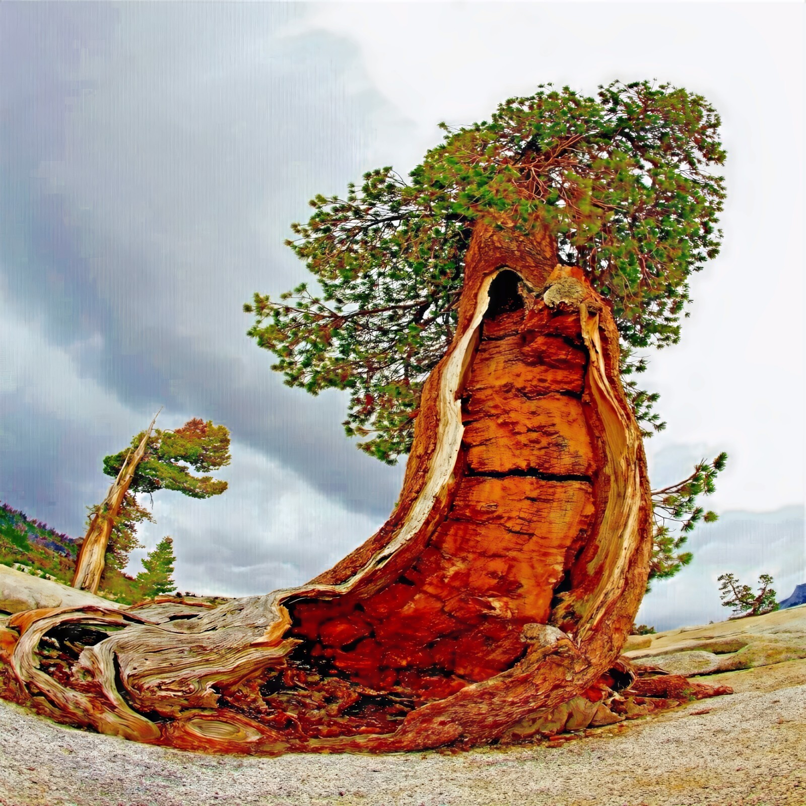 10 Bristlecone Pine Seeds (Pinus aristata) “OLDEST Living Tree in the WORLD!”