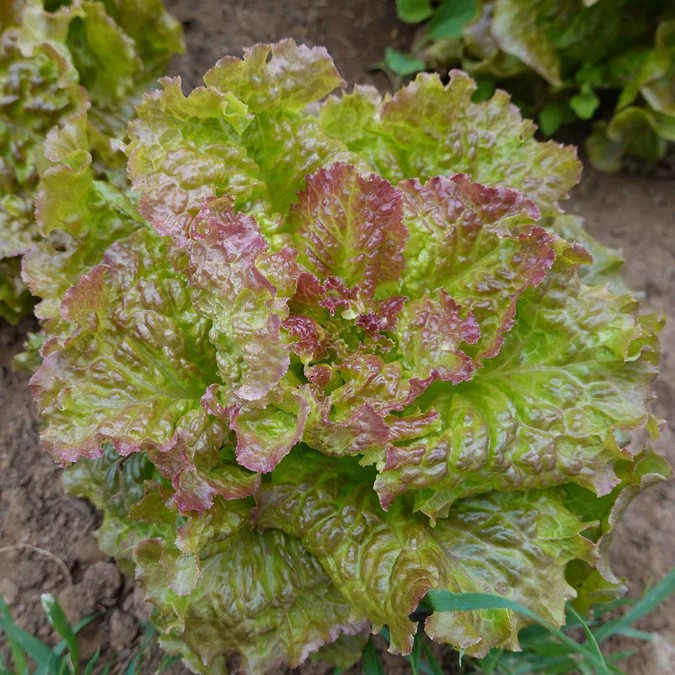 1000+ LETTUCE SEEDS — PRIZEHEAD —- LEAF — NON GMO — ORGANIC —- FRESH