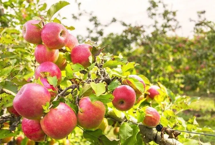 Extra sweet, crispy Envy Apple – 8 Seeds 2024 – Puerto Rico/USA Organic