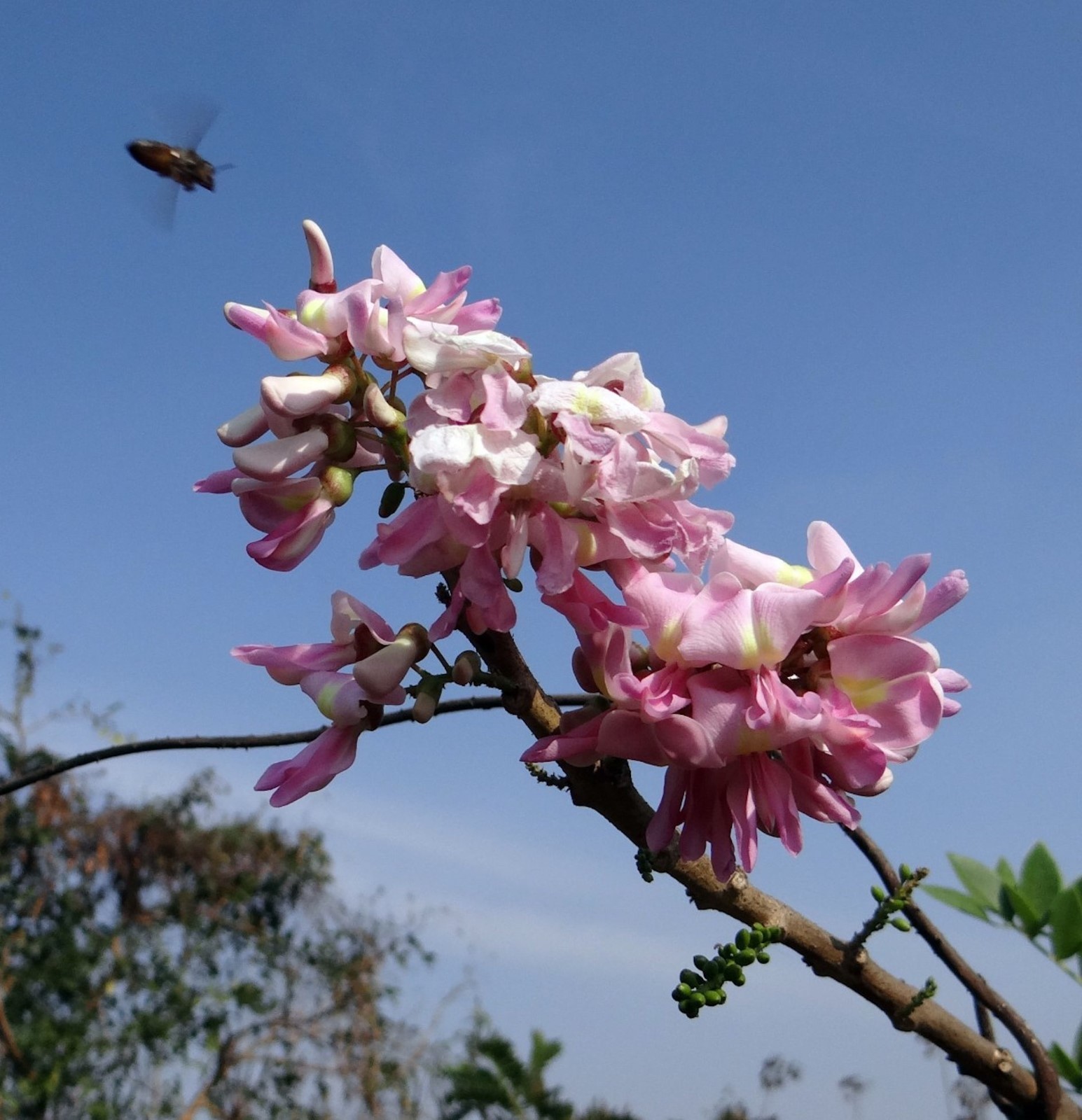 10 Seeds Gliricidia sepium Forest Lilac Ornamental Tropical Seed Pack
