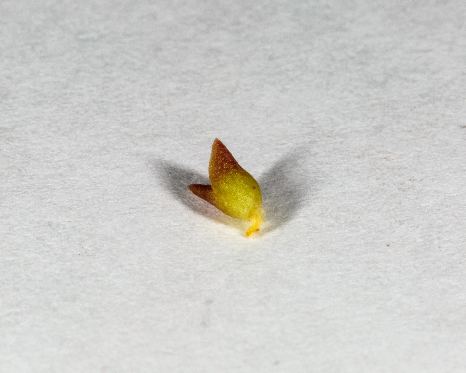 Saguaro Cactus seeds – Carnegiea gigantea seeds