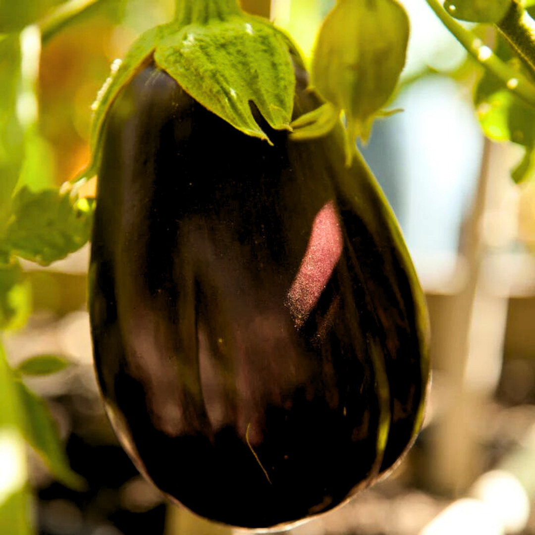 Fresh Premium Black Beauty Eggplant Seeds | Heirloom Non-GMO | Vegetable Seeds
