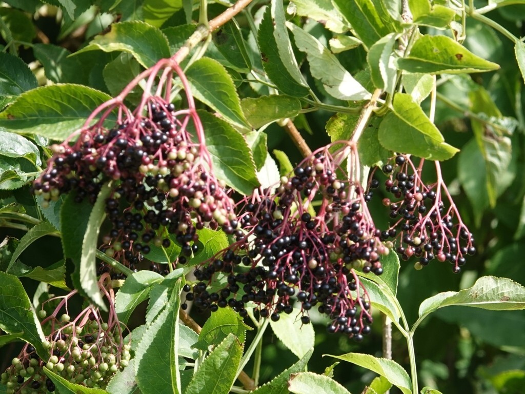 European Elderberry Seeds – Black Elderberry – (Sambucus Nigra) – Free Shipping