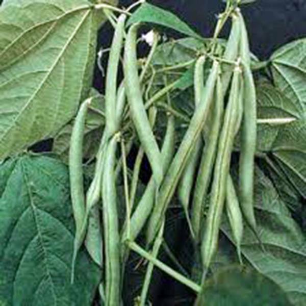 BEAN, BLUE LAKE BUSH GREEN BEAN, HEIRLOOM, 20+ SEEDS, TASTY BEANS, SEED