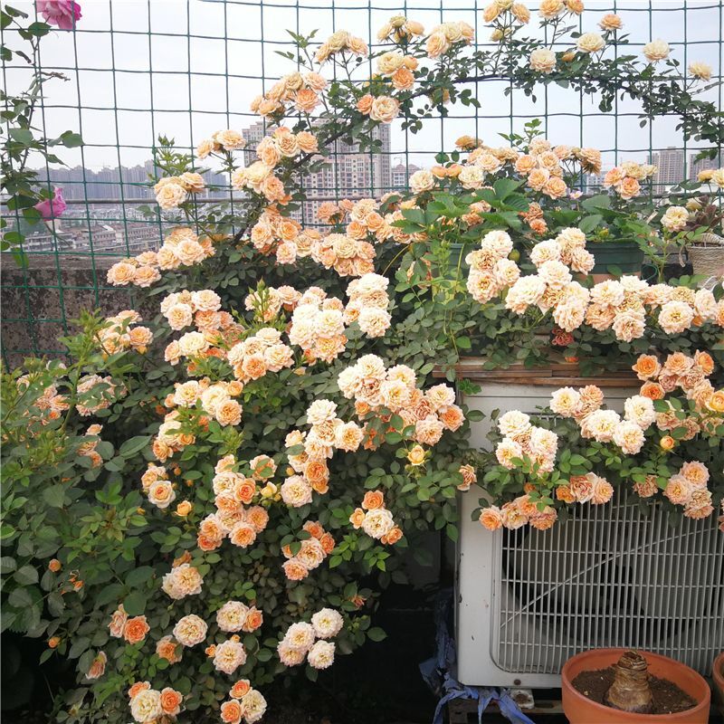 25 CLIMBING ROSE SEEDS Garden Plant Flower rare exotic USA seller FREE shipping