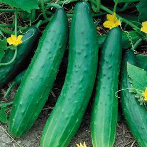 Burpless Cucumbers 25 Fresh Seeds Garden Planting Non-GMO