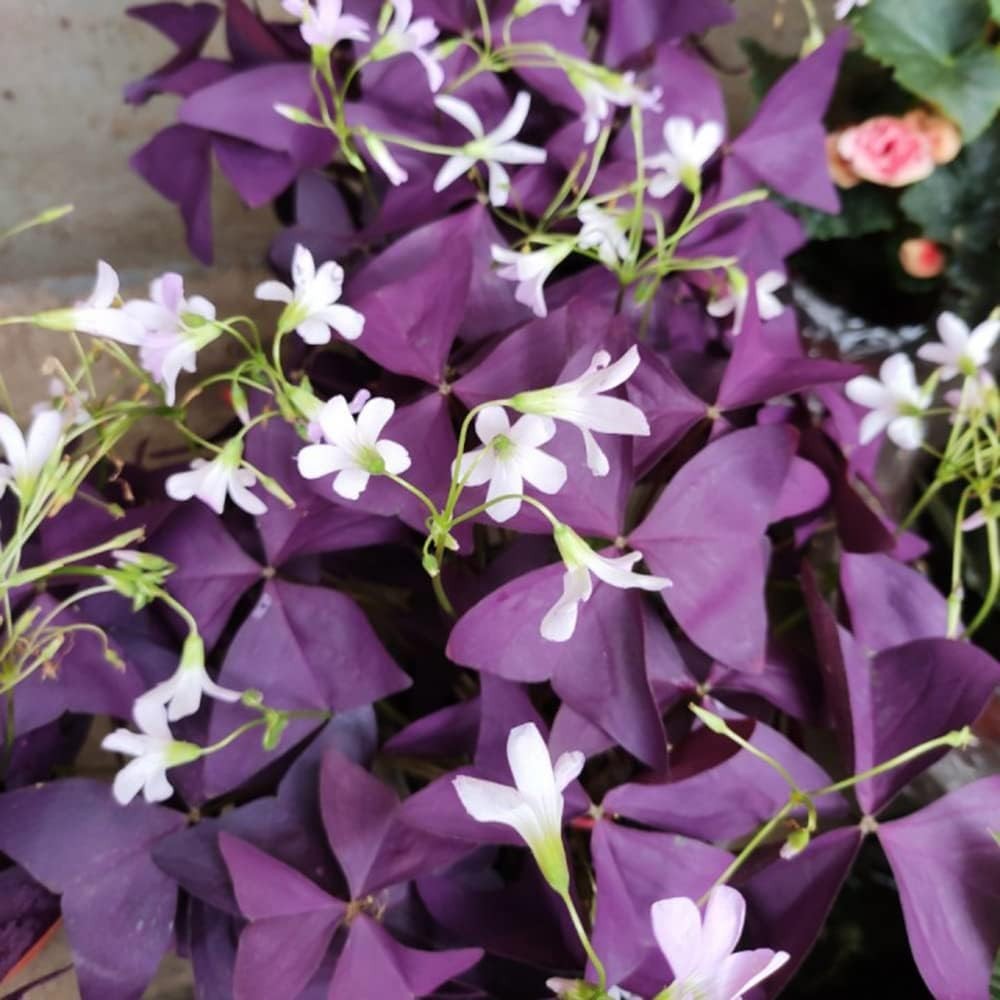 12PCS Purple Shamrocks Bulbs Good Luck Plant Purple Oxalis Bulbs for Planting Gr