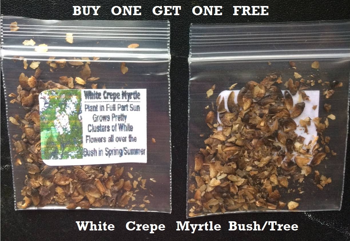 BUY 1 GET 1 FREE * WHITE CREPE MYRTLE BUSH/TREE *100 + SEEDS 4 U – USA Seller