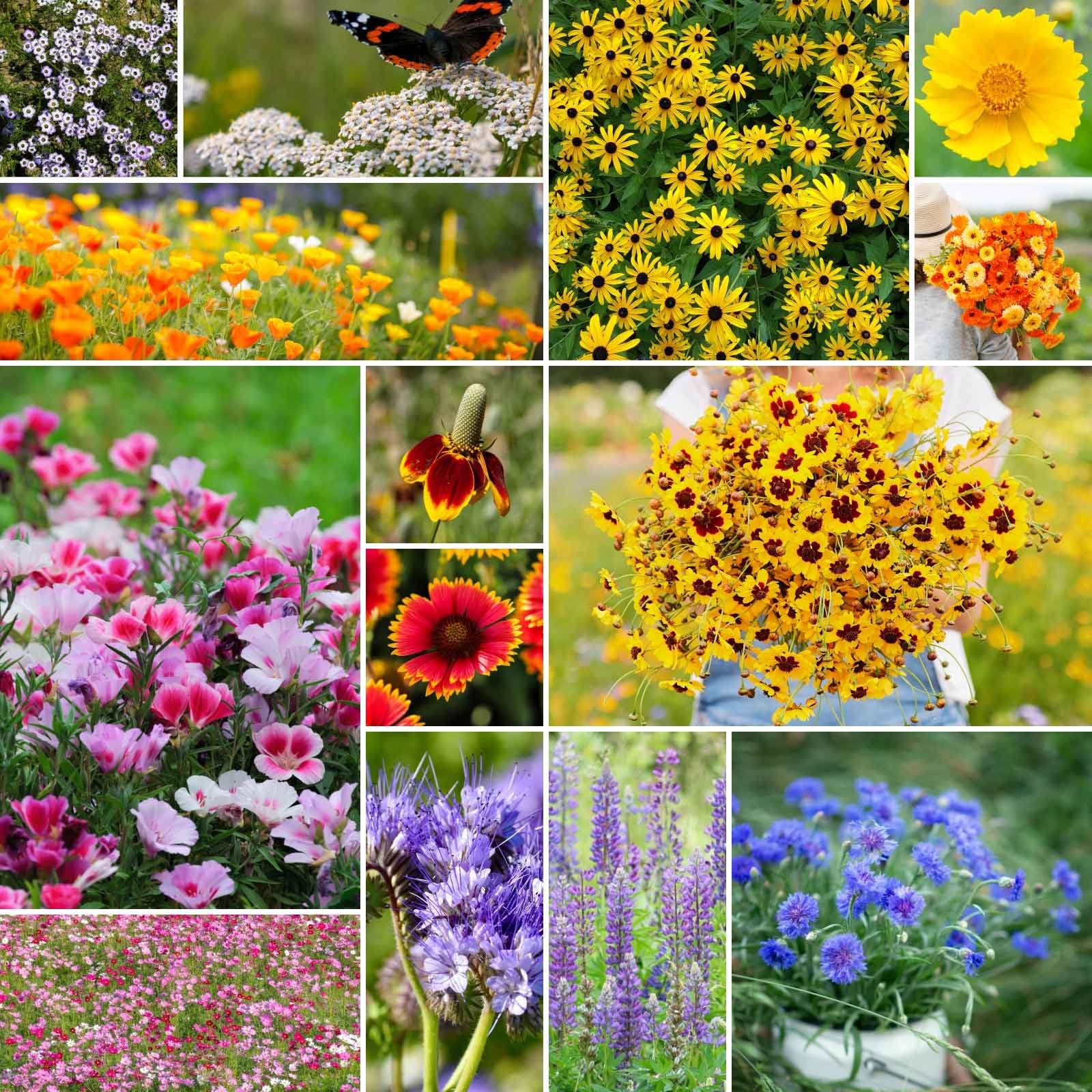 Bird & Butterfly Wildflower Mixed Seeds for Planting 1/4 lb 120000+ Seeds wit…