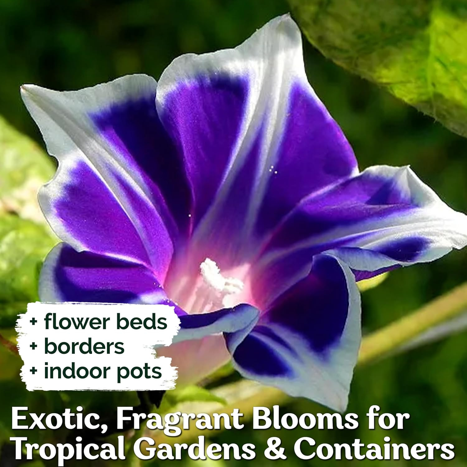 100 Blue & White Morning Glory (Ipomoea) – Perennial Flower for Planting, Clim