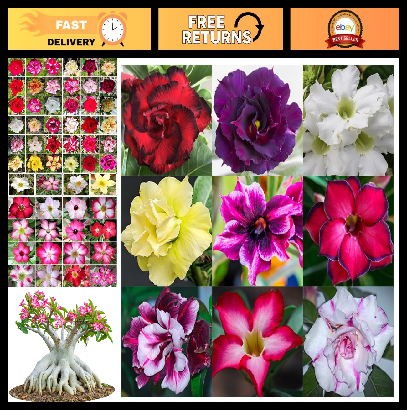 100 Desert Rose Seeds – Mixed Color Adenium Obesum, Exotic Succulent, Non-GMO, H