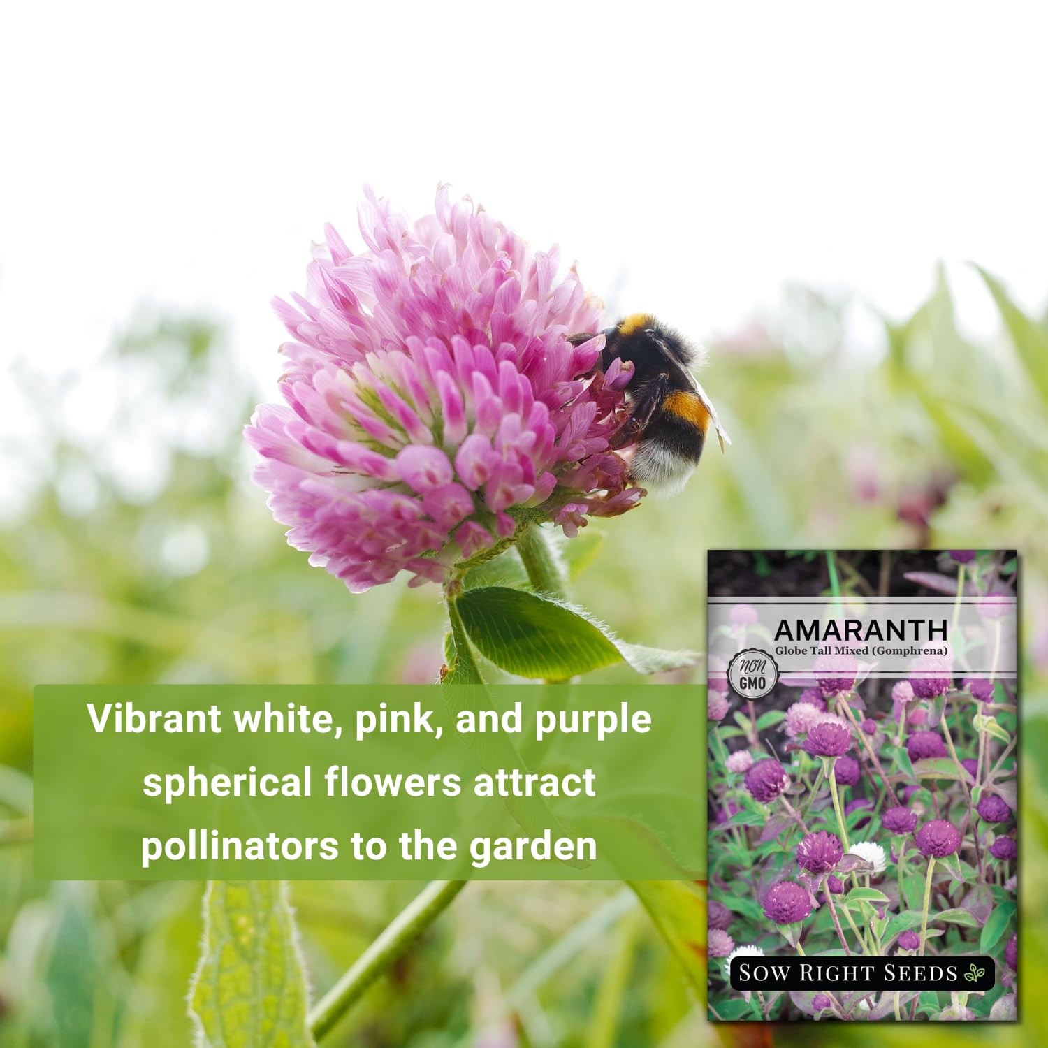 – Tall Mixed Globe Amaranth Seeds for Planting – Non-GMO Heirloom Packet with…