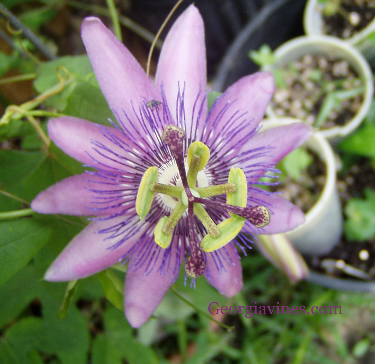 Passiflora Blue Delight 10 seeds